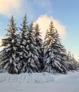 Russian winter -beautiful fir trees in snow