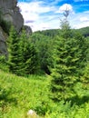 Beautiful fir trees high in the mountains. Royalty Free Stock Photo