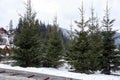 Beautiful fir trees in mountain village. Winter Royalty Free Stock Photo