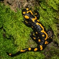 A beautiful fire salamander in the forest Royalty Free Stock Photo