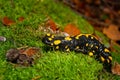 A beautiful fire salamander in the forest Royalty Free Stock Photo