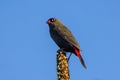 Beautiful Firetail Finch