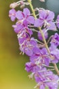 Epilobium angustifolium after Rain Royalty Free Stock Photo