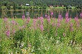 Beautiful fireweed in Norway Royalty Free Stock Photo