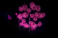 Beautiful fireworks display. Royalty Free Stock Photo