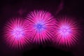Beautiful fireworks display. Royalty Free Stock Photo