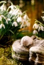 Beautiful first blossom spring flowers snowdrops in forest Royalty Free Stock Photo