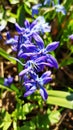 Beautiful first blue snowdrops flowers in the spring forest. Royalty Free Stock Photo