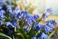 Beautiful first blue Snowdrops in spring in the garden Royalty Free Stock Photo