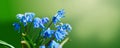 Beautiful first blue Snowdrops in spring on green background Royalty Free Stock Photo