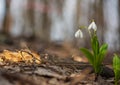 Beautiful first flowers snowdrops in spring forest Royalty Free Stock Photo