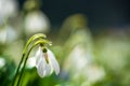 Beautiful first flowers snowdrops in spring forest