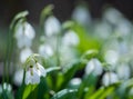 Beautiful first flowers snowdrops in spring forest