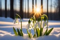 Beautiful first snowdrop flowers in the spring forest. Delicate spring flowers, snowdrops, are harbingers of warming and