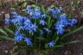 Beautiful first spring blue flowers of Scilla siberica scilla. Step-by-step observation of the growth of flowers. Step 5. Botany. Royalty Free Stock Photo