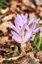 Beautiful first spring flowers crocus. Crocoideae