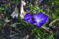 Beautiful first spring flowers crocuses in blossom Royalty Free Stock Photo