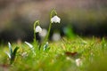 Beautiful first spring flowers in the forest. Nature and outdoor colorful background. Concept for spring time and environment Royalty Free Stock Photo