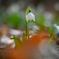 Beautiful first spring flowers in the forest. Nature and outdoor colorful background. Concept for spring time and environment Royalty Free Stock Photo