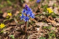 First spring flowers on a ground in the forest Royalty Free Stock Photo