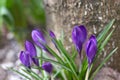 Beautiful first spring flowers of purple crocuses Royalty Free Stock Photo
