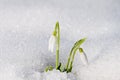 Beautiful first spring flowers snowdrops appeared from under the Royalty Free Stock Photo