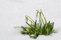 Beautiful first spring flowers snowdrops appeared from under the