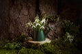 Beautiful first spring flowers of snowdrops in watering can on stump in moss in forest near tree