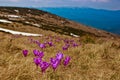 Beautiful first spring flowers. View of close-up blooming violet crocuses in the mountains. Royalty Free Stock Photo