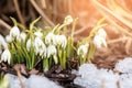 Beautiful first spring flowers - white snowdrops