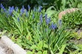 Beautiful first spring perennial bulbous flowers blue muscari, grape hyacinth, bluebells, bluebonnets on the flowerbed