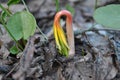 Beautiful first spring sprout grpwing through dry leaves