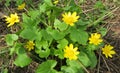 First spring yellow flowers, closeup Royalty Free Stock Photo