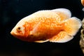 Beautiful fish in the aquarium Royalty Free Stock Photo