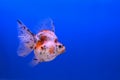 Beautiful fish Royalty Free Stock Photo