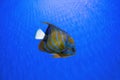 Beautiful fish, Bluering angelfish, Pomacanthus Annularis in blue aquarium water. Royalty Free Stock Photo