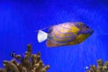 Beautiful fish, Bluering angelfish, Pomacanthus Annularis in blue aquarium water. Royalty Free Stock Photo