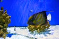 Beautiful fish, Bluering angelfish, Pomacanthus Annularis in blue aquarium water. Royalty Free Stock Photo