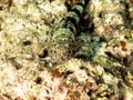 Beautifulfish camouflaged with hard coral. Royalty Free Stock Photo