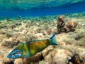 A beautiful fish colorful. Beautiful fish swimming in the clear underwater Mediterranean Sea, fish ornate wrasse Thalassoma pavo Royalty Free Stock Photo