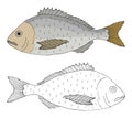 Beautiful fish dorado, hand drawing. Set of fish in color and black and white. Vector illustration