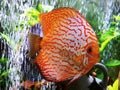 Beautiful fish picture full body photo shoot shot high quality rare specimen underwater fished tank community friendly fishing