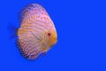 Beautiful fish pompadour Royalty Free Stock Photo