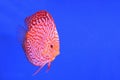 Beautiful fish pompadour Royalty Free Stock Photo