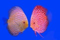 Beautiful fish pompadour Royalty Free Stock Photo