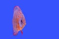 Beautiful fish pompadour Royalty Free Stock Photo