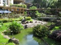 A beautiful fish pond at Makati Greenbelt park, Makati city Royalty Free Stock Photo