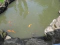 A beautiful fish pond at Makati Greenbelt park, Makati city Royalty Free Stock Photo