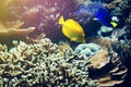 Beautiful Fish Red Sea Coral Animal. Horizontal with Copy Space. Royalty Free Stock Photo