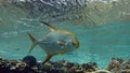 Beautiful fish on the reefs of the Red Sea. Royalty Free Stock Photo